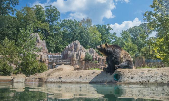 Grizzly Bear Sitting next to water at the Memphis Zoo