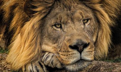 lion