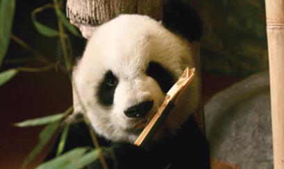 panda