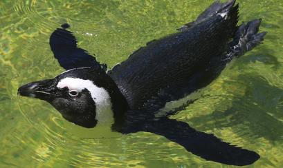 penguin swimming