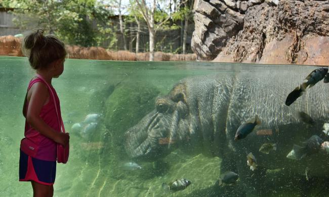Kid at the hippo exhibit - Memphis Zoo