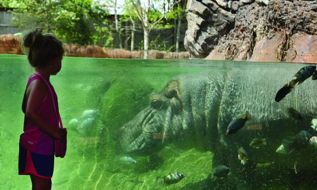 Hippos at the Memphis Zoo