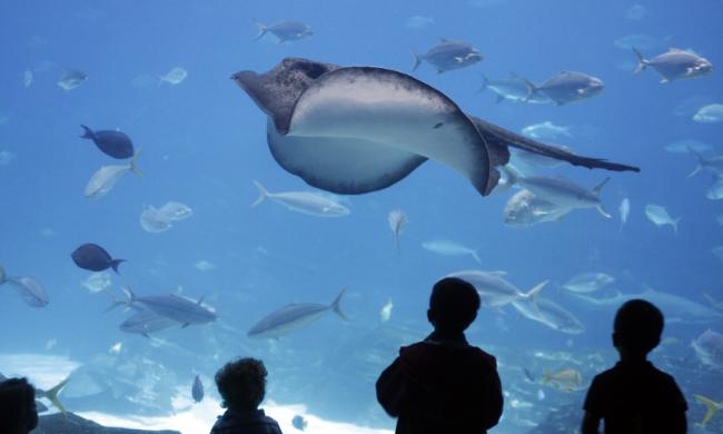 Stingrays at Memphis Zoo: iStock