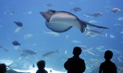 Stingrays at Memphis Zoo: iStock Stingrays at Memphis Zoo: iStock