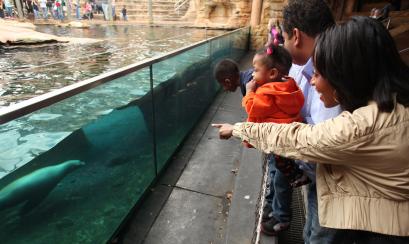 Memphis Zoo / Troy Glasgow Sea animals at Memphis Zoo