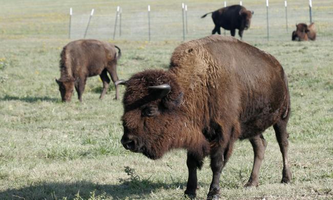 Three buffalo at Shelby Farms Park.
