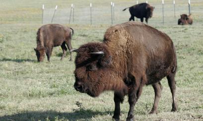 Buffalo at Shelby Farms Park. Photo Credit: Baxter Buck Buffalo at Shelby Farms Park. Photo Credit: Baxter Buck