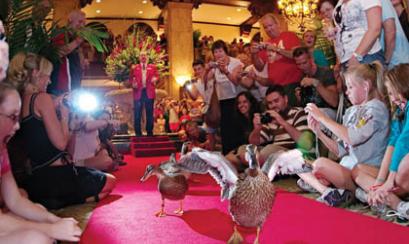 Peabody hotel ducks in memphis