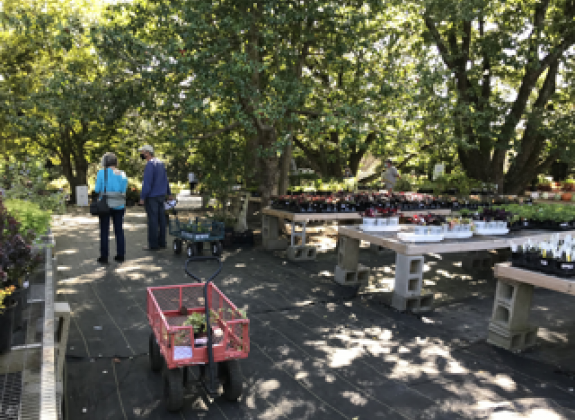 MBG Spring Plant Sale 2021