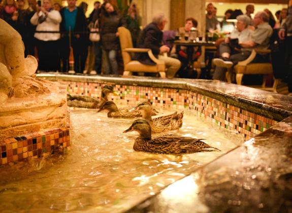 The Peabody Ducks swim in the fountain of the hotel lobby | Alex Shansky