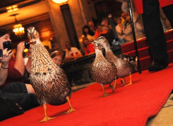 The Peabody Ducks March through the hotel lobby | Raphael Tenschert