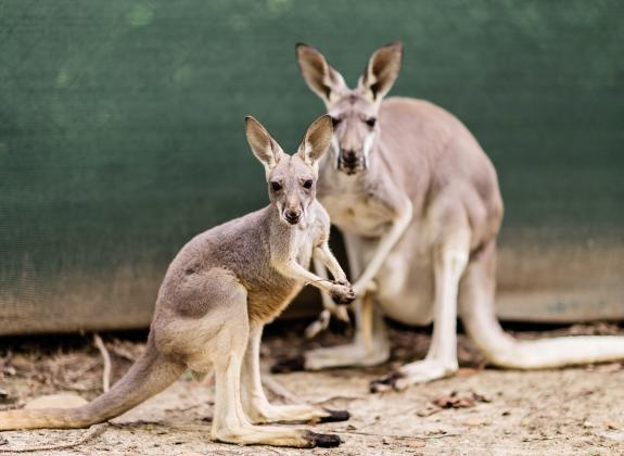 Kangaroos at Kangazoo Outback Experience.