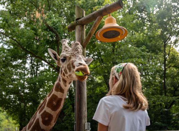 A young girl feeds a giraffe at Memphis Zoo