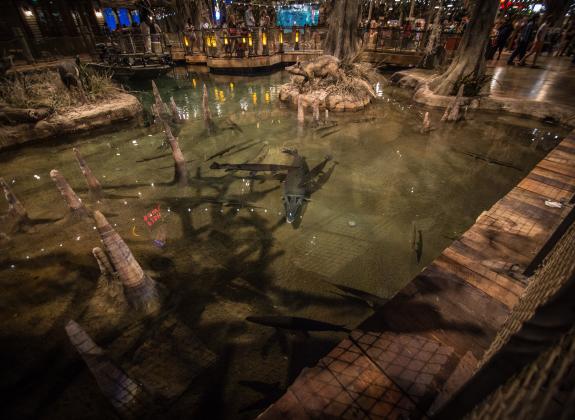 fish swimming in pond inside bass pro