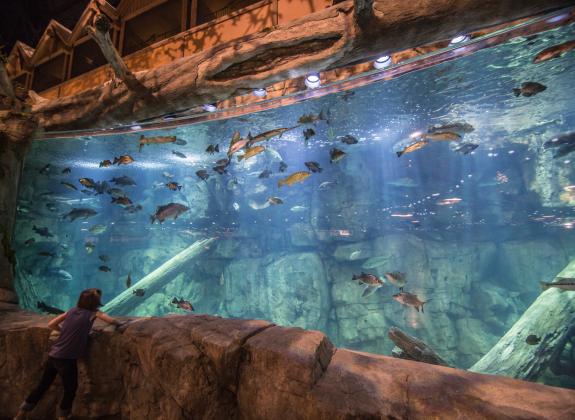child stands next to large fish tank at bass pro shops