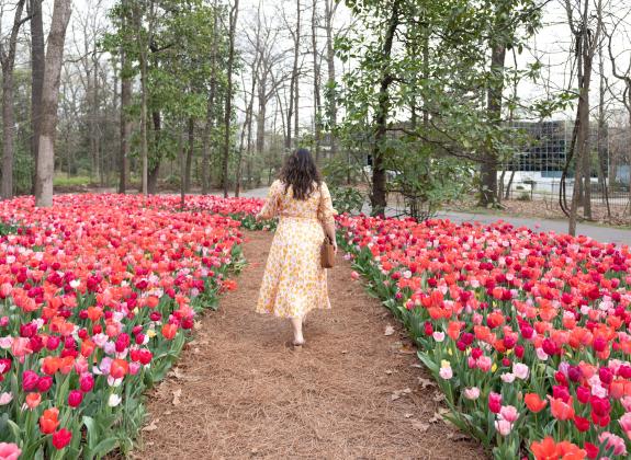 A woman walking through a garden of bright red and pink tulips at the Dixon Gallery and Gardens.