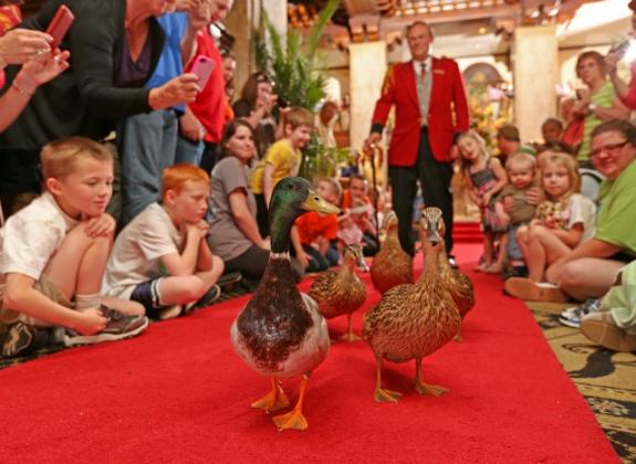 Peabody Duck March. Photo Credit: The Peabody Memphis