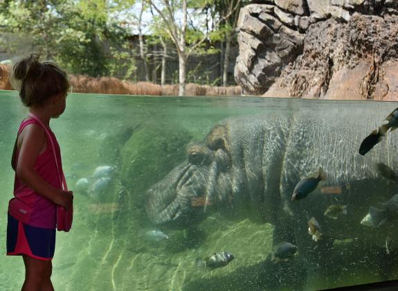 Kid at the hippo exhibit - Memphis Zoo