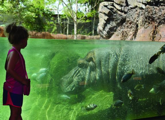 Hippos at the Memphis Zoo