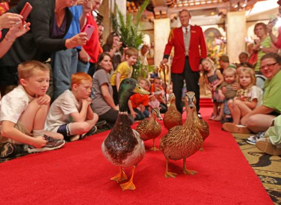 Peabody Duck March | The Peabody Memphis