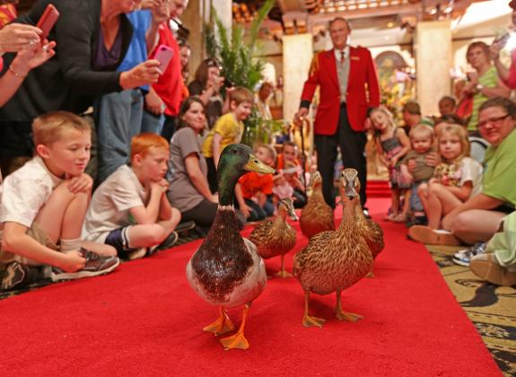 peabody duck march