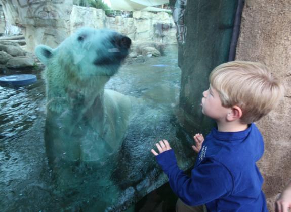 Polar Bear at Memphis Zoo