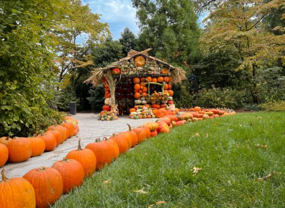 Dixon Gardens and Gallery Pumpkin House. A fun fall and halloween site to see.  Photo 2