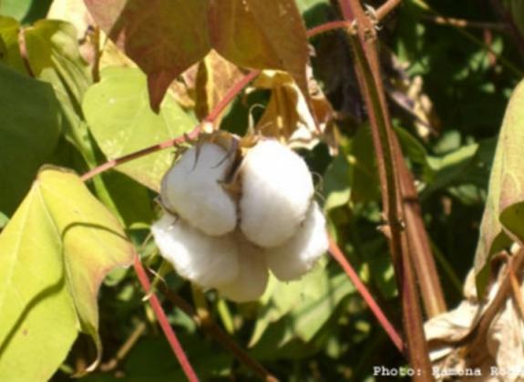 Davies Manor Plantation - cotton.  Photo by Ramona Rogers. Photo 3