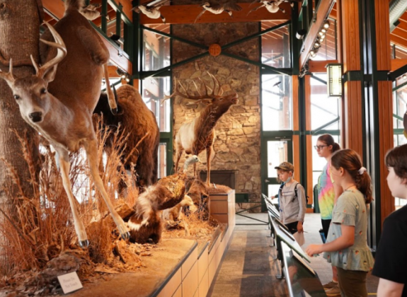 Lichterman Nature Center Exhibit Photo