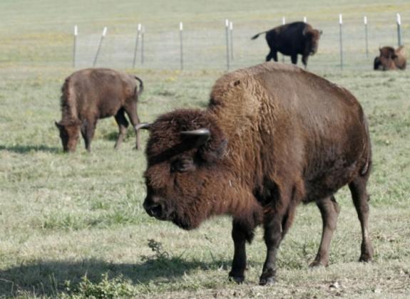 Buffalo at Shelby Farms Park. Photo by Baxter Buck. Photo