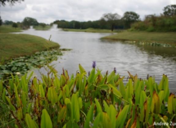 Mirimichi Golf Course. Photo by Andrea Zucker. Photo 2