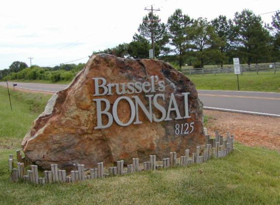 Brussel's Bonsai Sign - Brussel's Bonsai Photo