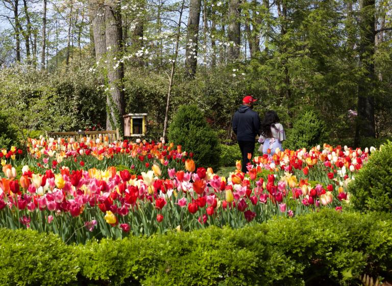 Dixon Gardens and Gallery in the Spring  Photo