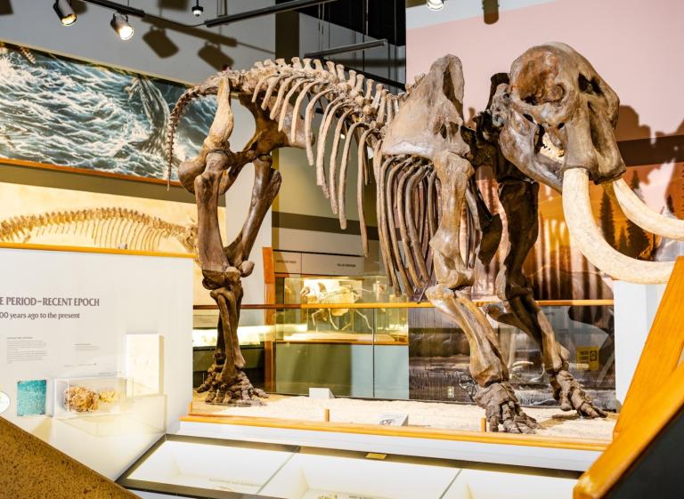 Pink Palace Prehistoric Skeleton - MoSH Photo 2