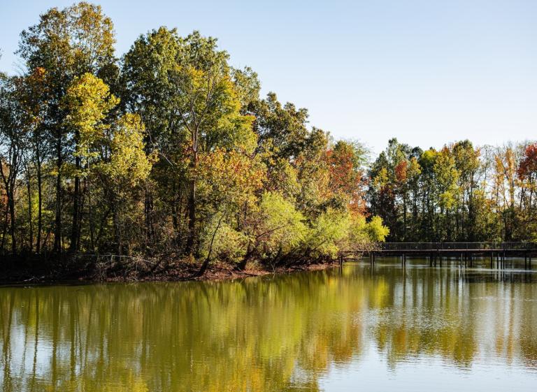 Fall Trees Lichterman - MoSH Photo 4