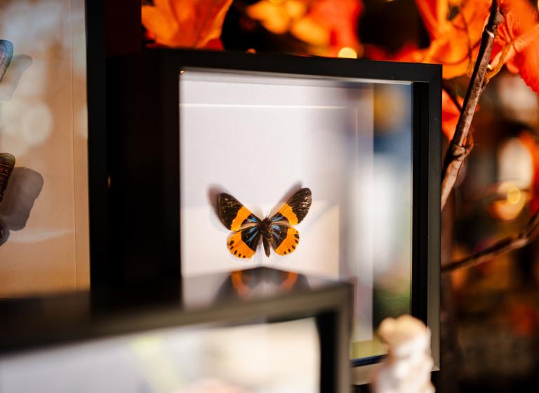Butterfly in Case - Paradox at PeCo Photo 3