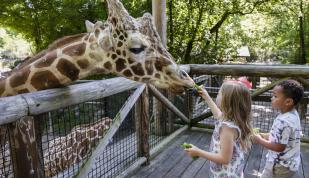 A small girl and boy feed giraffe lettuce at the Memphis Zoo.