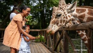 mom and toddler feeding giraffe at memphis zoo