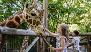 Giraffe Feeding at the Memphis Zoo