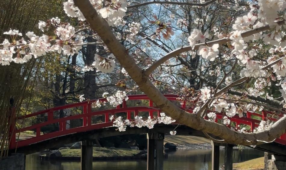 botanic garden cherry blossom