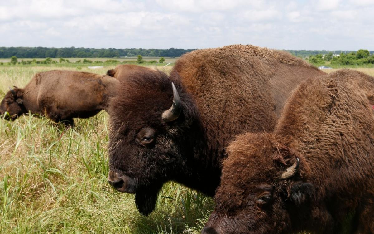 Buffalo at Shelby Farms Park. Photo Credit: Justin Fox Burks