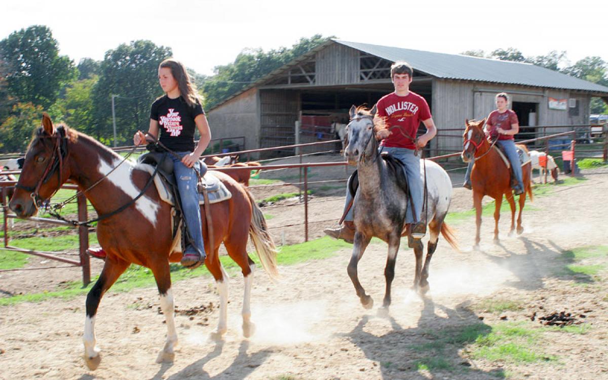 Shelby Farms Horses: Baxter Buck