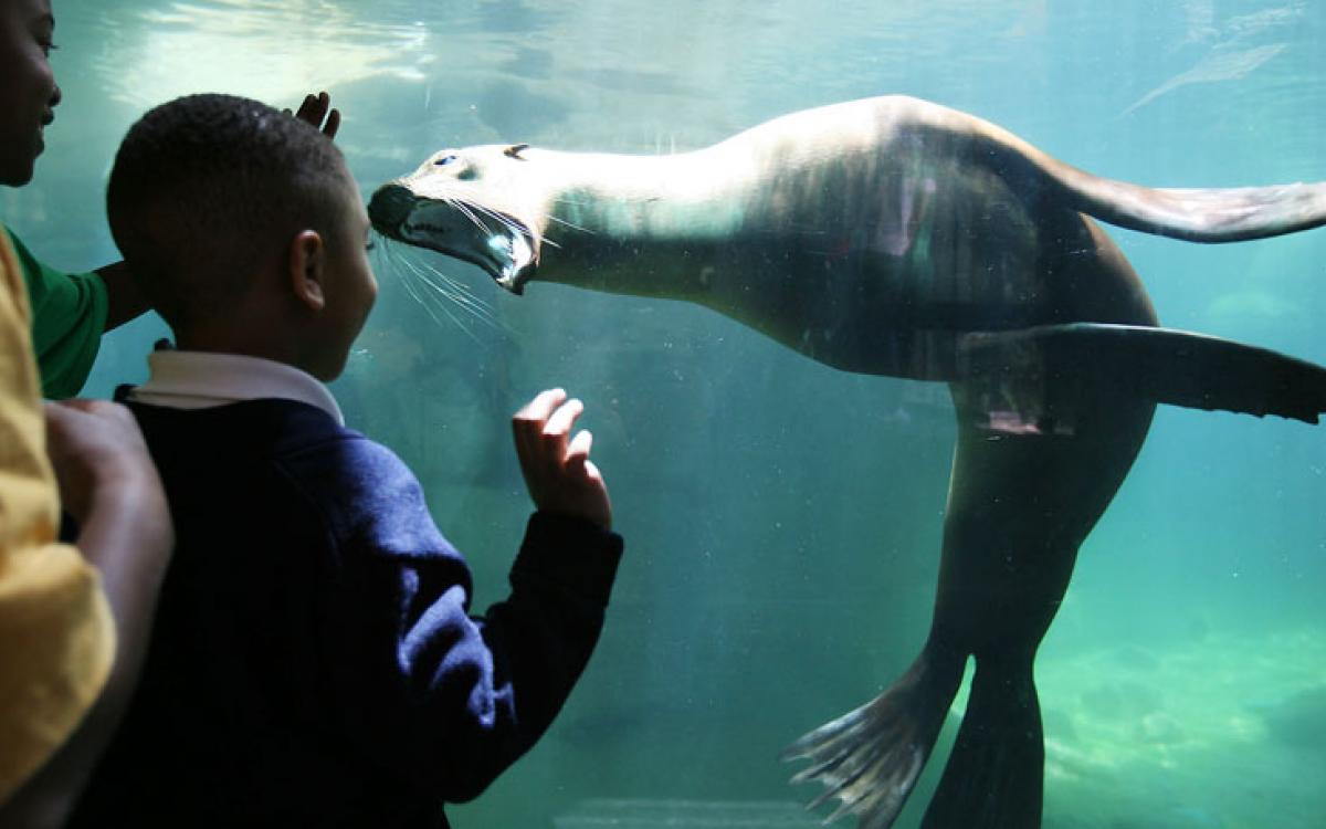 Memphis Zoo: Commercial Appeal by A.J. Wolfe