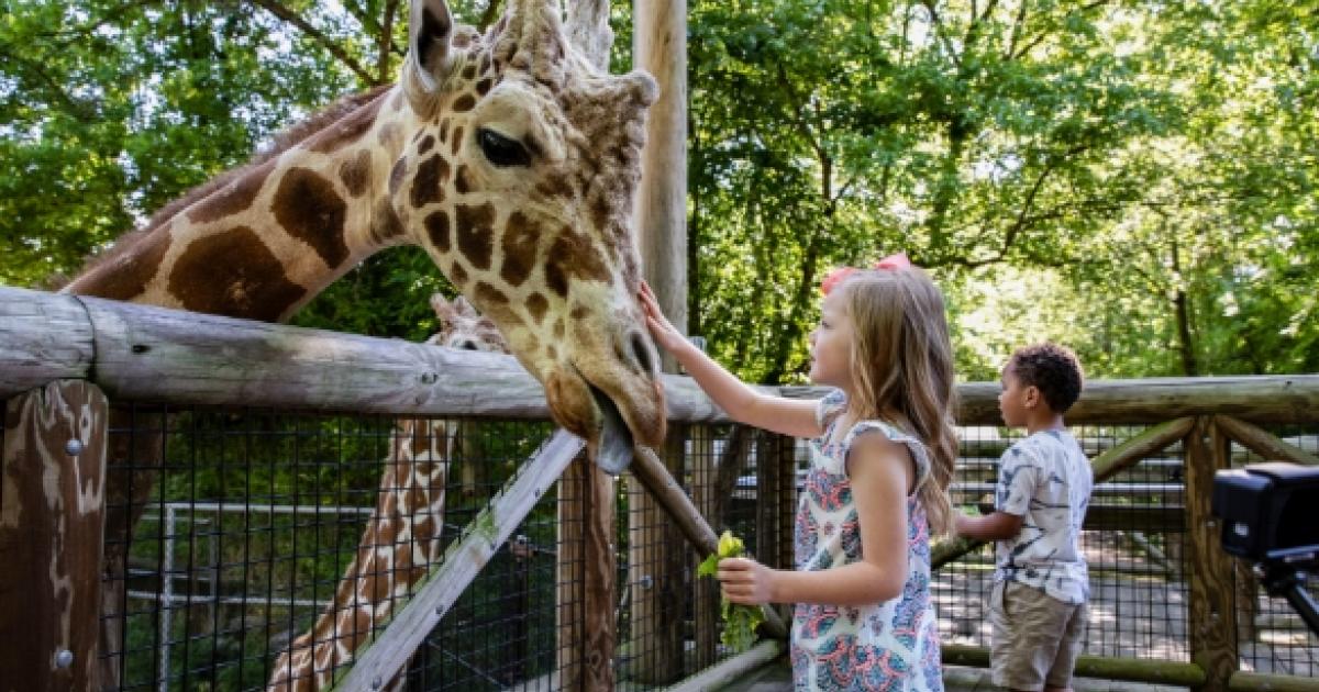 the Memphis Zoo  Family Style  Memphis Travel