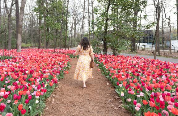 A woman walking through a garden of bright red and pink tulips at the Dixon Gallery and Gardens.