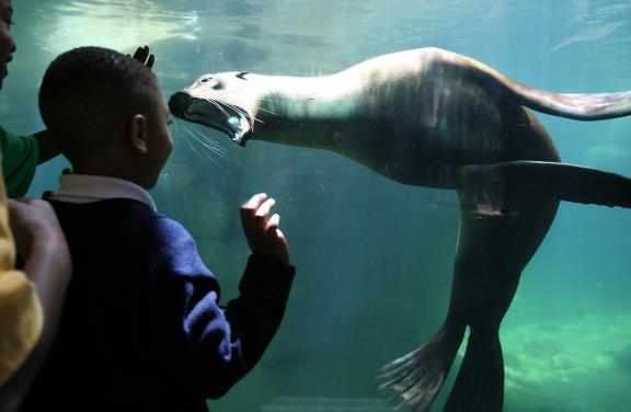 Memphis Zoo Sea Lions: Commercial Appeal Memphis Zoo Sea Lions: Commercial Appeal