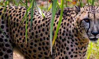 A cheetah in its habitat at Memphis Zoo