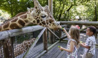 small girl and boy feed giraffe lettuce