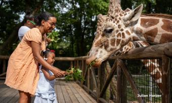 mom and toddler feeding giraffe at memphis zoo