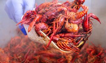 a big scoop of crawfish